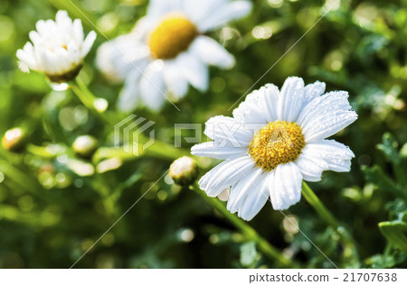 Closeup of daisies Closeup of daisies 21707638