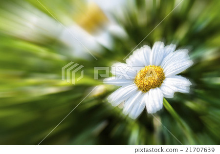 聚焦在一朵雛菊花上 21707639