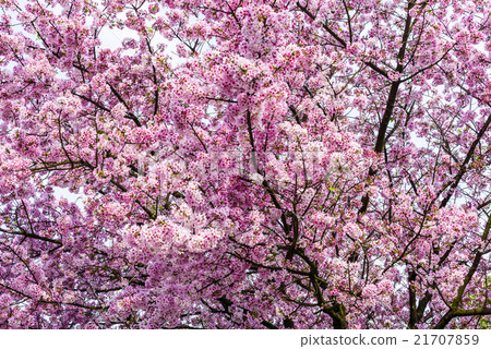 整片的粉紅櫻花樹 整片的粉紅櫻花樹 21707859