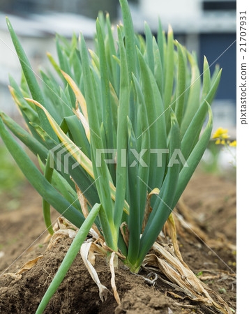 Long-tailed farm field Long-tailed farm field 21707931