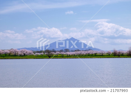 Tsukuba and Sakura 21707993