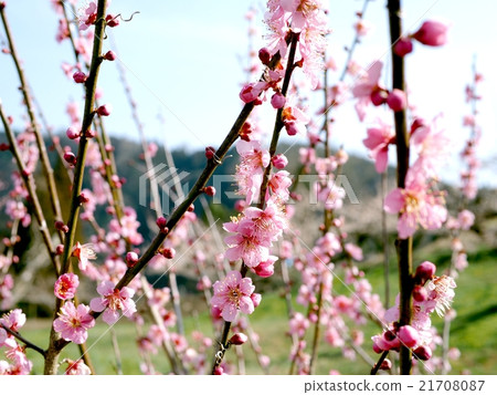 Okubo Tai Spring of Bairin Park 21708087