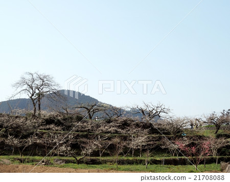 Bairin Park的大久保泰泉 Bairin Park的大久保泰泉 21708088