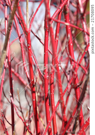 土地紅珊瑚ginfumiduki 土地紅珊瑚ginfumiduki 21708095