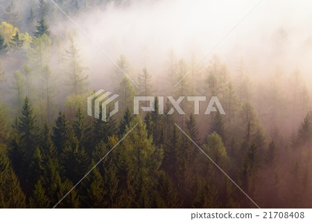 Dreamy misty forest landscape. Sharp treetops Dreamy misty forest landscape. Sharp treetops 21708408