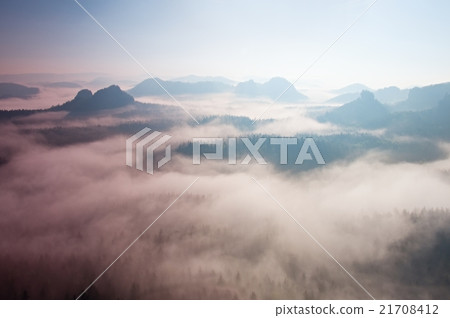 Dreamy misty forest, sharp trees cut lighting mist Dreamy misty forest, sharp trees cut lighting mist 21708412