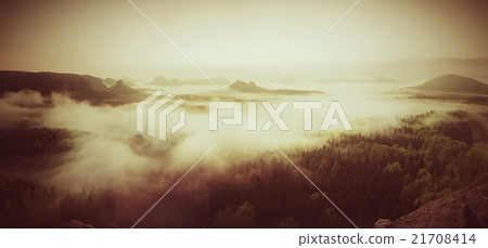 Landscape misty Dreamy misty forest, sharp trees 21708414