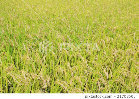 Good harvest rice field 21708503