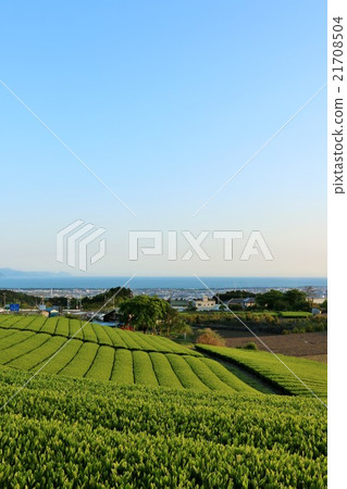 Early summer tea field and Suruga Bay 21708504