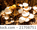Toadstool tree in the forest 21708751