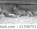 Cat and dog together lying on the floor, close up 21708753