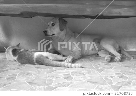 Cat and dog together lying on the floor, close up Cat and dog together lying on the floor, close up 21708753