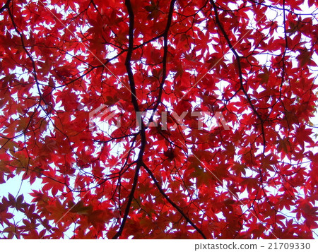 Autumn leaves looked up 21709330