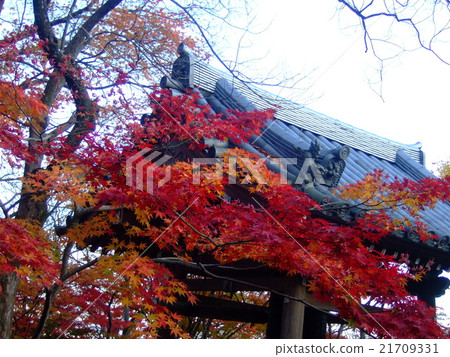 寺廟裡的秋葉 寺廟裡的秋葉 21709331