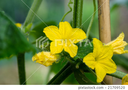 黃瓜花 21709520