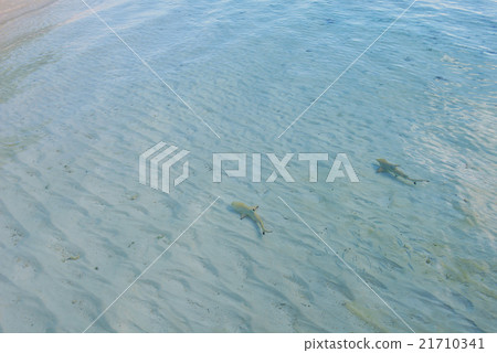 baby shark 21710341