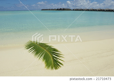 tropical beach tropical beach 21710473