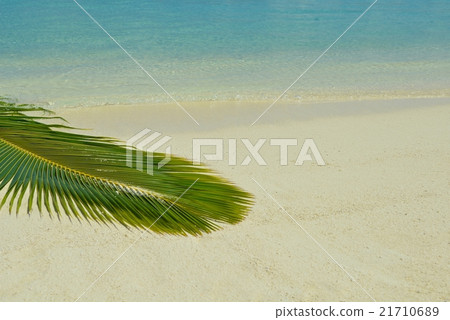 tropical beach tropical beach 21710689