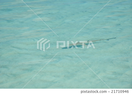 tropical water home villas 21710946