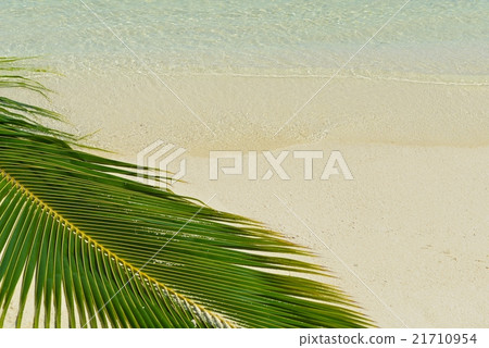 tropical beach tropical beach 21710954
