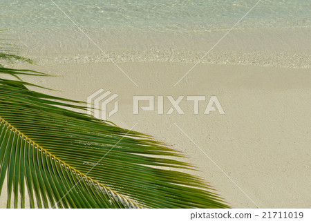 tropical beach tropical beach 21711019