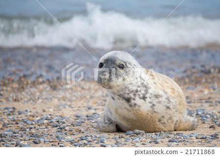 Young atlantic Grey Seal portrait 21711868