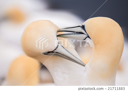 northern gannet, birds in love 21711883