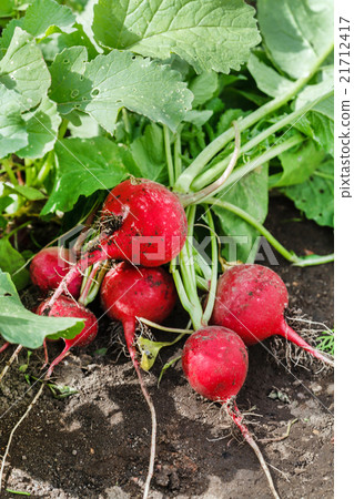 fresh radish fresh radish 21712417