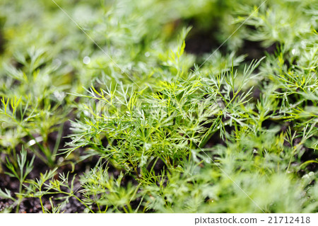 dill in the garden 21712418