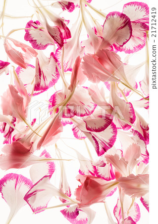 flower petals flower petals 21712419