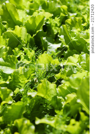 lettuce in the garden lettuce in the garden 21712420