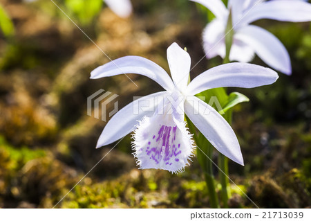 Taiwan one leaf 21713039