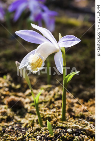 Taiwan one leaf 21713044