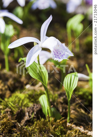 台灣一葉蘭 21713046