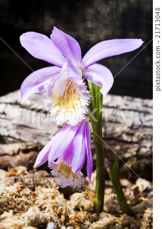 台灣一葉蘭 21713048