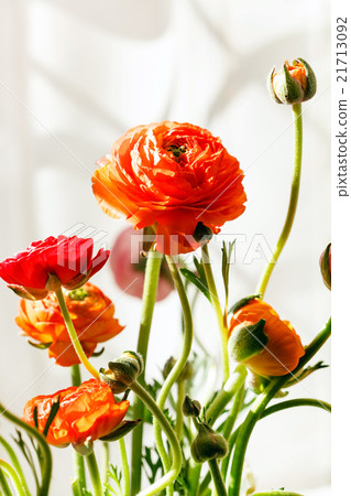 Colorful persian buttercup flowers (ranunculus) 21713092