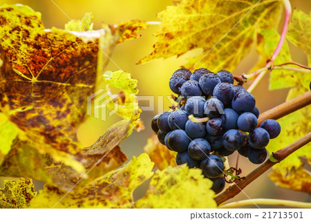 autumn vineyard 21713501