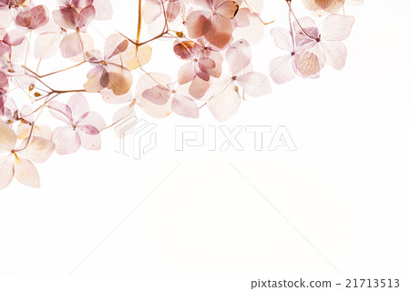 dry hydrangea 21713513