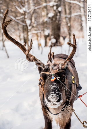 Northern house deer 21713624