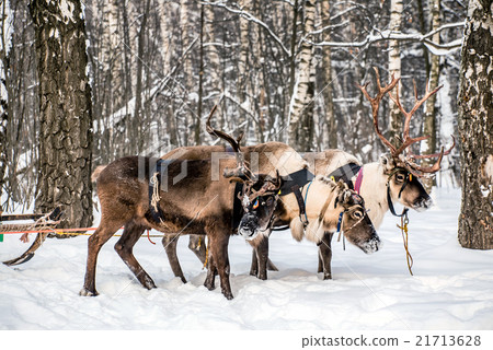 Northern house deer Northern house deer 21713628