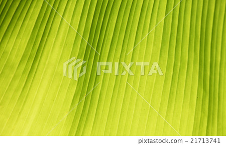 leaf texture 21713741