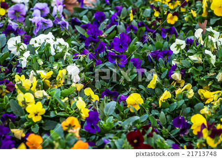 spring flowers 21713748