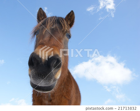 Blue sky and horse pretty horse 21713832