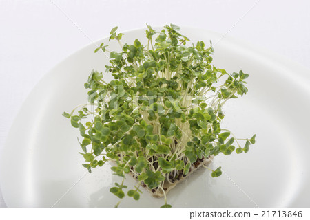 西蘭花芽 西蘭花芽 21713846