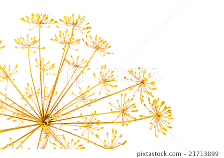 dill flower dill flower 21713899