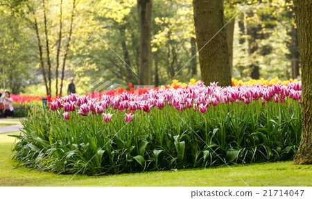 spring garden spring garden 21714047