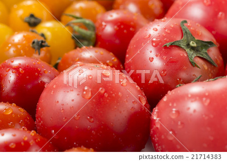 Tomato Tomato 21714383