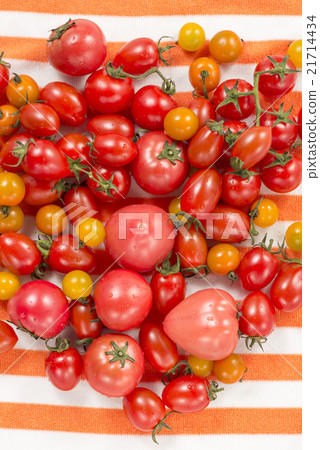 Tomato Tomato 21714434