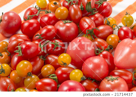 Tomato Tomato 21714437