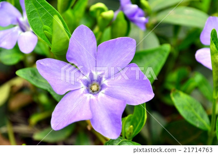 Periwinkle - Vinca, Apocynaceae, pervinca. Periwinkle - Vinca, Apocynaceae, pervinca. 21714763